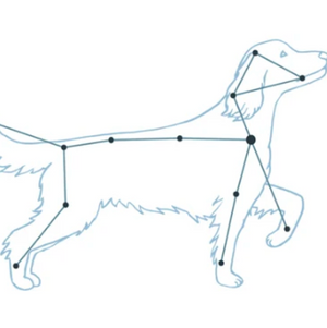 Pictured is a constellation in the shape of a dog.