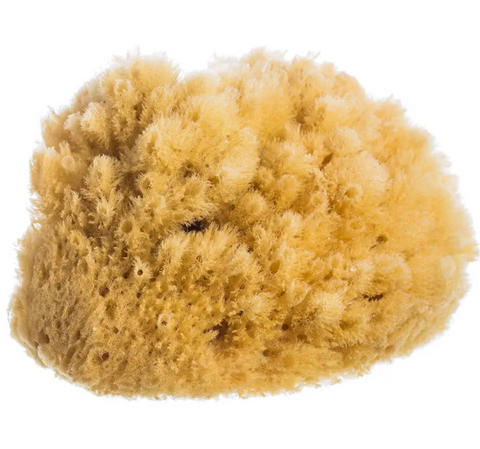 Pictured is a natural sea sponge. It is irregular in texture and has a yellowish color. It is dry and soft.