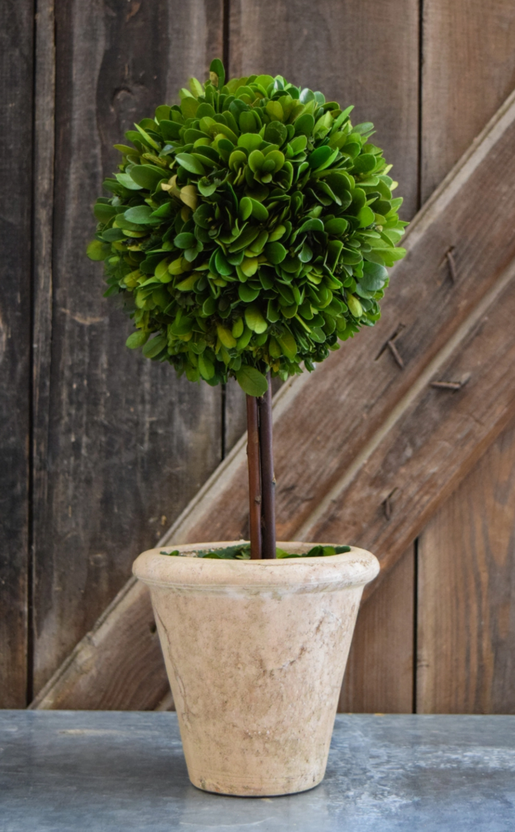 Preserved Boxwood Topiary in Round Base