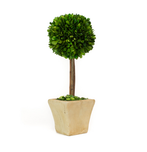 Pictured is a Boxwood Topiary with Square Base 16" Height sold at The Hare & The Hart in downtown Thomsaville, Georgia.